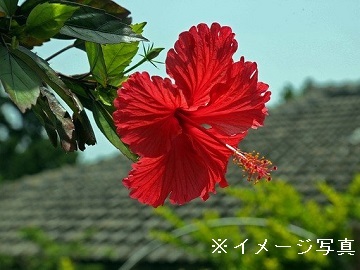 小浜葉たばこ農園-top
