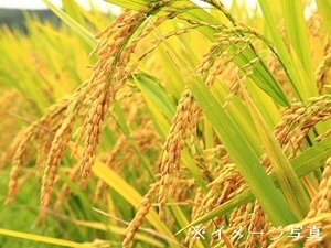 茨城県東海村×稲作・畑作/法人【33410】-top