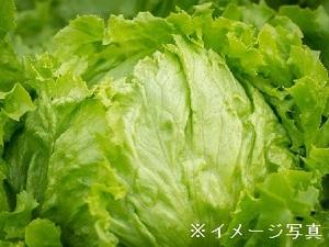 茨城県結城市×露地野菜/法人【33431】-top