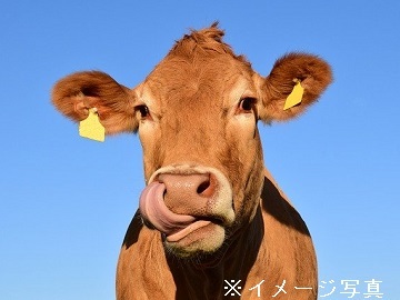 隠岐郡×肉牛/法人【33443】-top