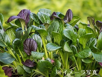 千葉県富里市×野菜/法人【33457】-2