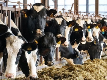 北海道弟子屈町×酪農/個人【33071】-3