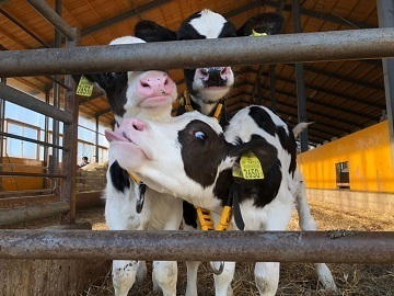 北海道弟子屈町×酪農/個人【33071】-6