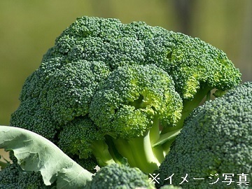 匠ファーム-top