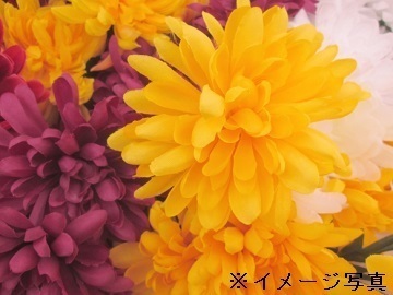 西尾市×花、観葉/個人【33648】-top