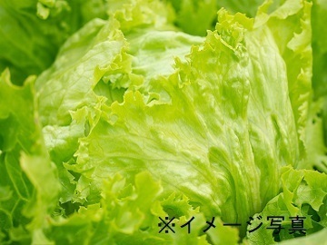 菊川市×露地野菜/法人【33650】-top