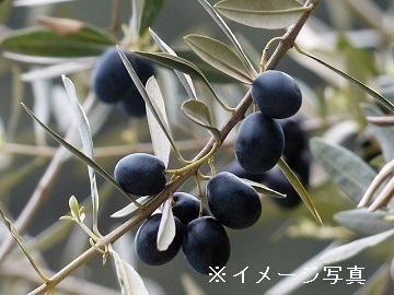 果樹×国東市/法人【33756】-top
