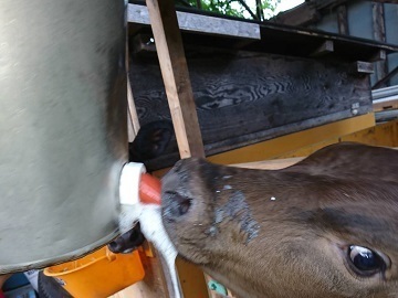 浅間畜産ヘルパー利用組合-1