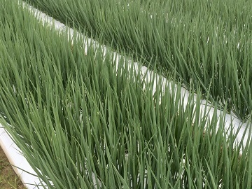 株式会社中野農園-1