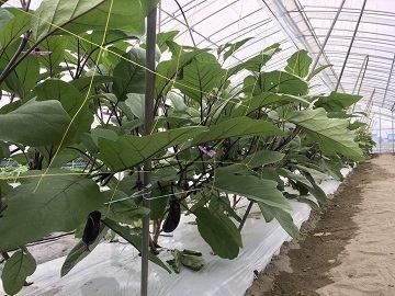 株式会社中野農園-3