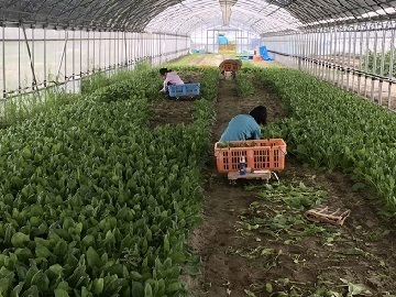 株式会社中野農園-4