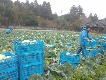 志布志市×野菜/法人【1259】-top