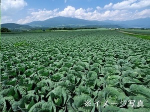 愛知県常滑市×露地野菜/法人【33932】-top