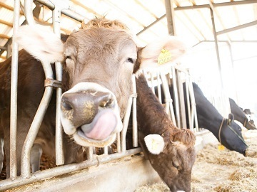 株式会社風の牧場-6