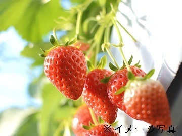雲仙市×施設野菜/個人【33986】-top