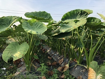 脇農園/脇農機-4