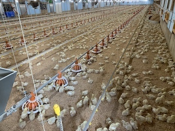 株式会社鶏躍蔵-3