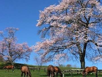 有限会社富田牧場(浦河町)-top