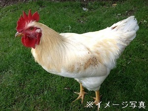 岩手県一戸町×養鶏/法人【34166】-top