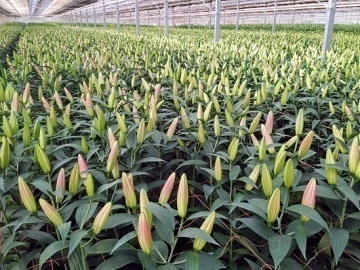 埼玉県深谷市 花卉 法人 埼玉県深谷市 パート アルバイトの求人情報 農業 酪農求人あぐりナビ