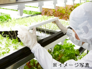 神栖市×植物工場/法人【34275】-top
