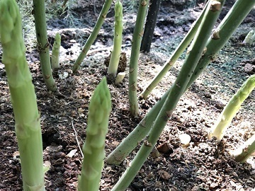 株式会社M’s green-4