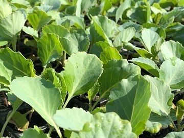 株式会社M’s green-5