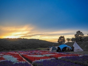 花の駅せら 世羅ゆり園 広島県世羅町 正社員 契約社員 パート アルバイトの求人情報 農業 酪農求人あぐりナビ
