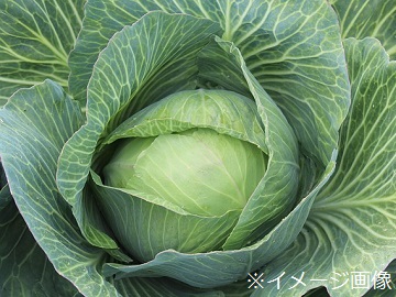 佐藤農園 群馬県嬬恋村 期間限定アルバイトの求人情報 農業 酪農求人あぐりナビ