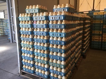 有限会社エムプランテイション-4