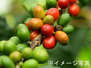 山県市×施設野菜/法人【34379】-top