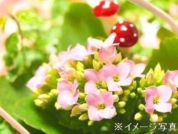 埼玉県鴻巣市 花 法人 埼玉県鴻巣市 パート アルバイトの求人情報 農業 酪農求人あぐりナビ 埼玉県鴻巣市 花 法人 埼玉県鴻巣市 パート アルバイトの求人情報 農業 酪農求人あぐりナビ