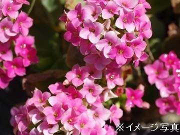 埼玉県鴻巣市 花 法人 埼玉県鴻巣市 パート アルバイトの求人情報 農業 酪農求人あぐりナビ 埼玉県鴻巣市 花 法人 埼玉県鴻巣市 パート アルバイトの求人情報 農業 酪農求人あぐりナビ