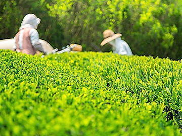 鹿児島県南九州市×お茶/法人【34504】-top