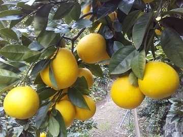 株式会社こうの果樹園