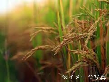 愛知県豊田市×稲作・果樹・野菜/法人【34659】-top