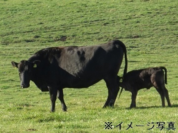 滋賀県東近江市×肉牛/個人【34711】-top