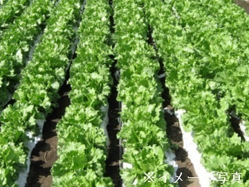 群馬県板倉町×露地野菜/法人【34279】-2