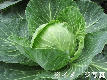 群馬県板倉町×露地野菜/法人【34279】-4