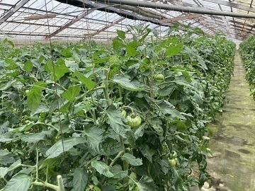 津島農園-1
