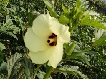 いなます農園-5