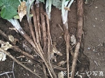 茨城県鉾田市×野菜/個人【34785】-top
