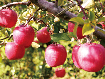 有限会社奈良岡ファーム-1