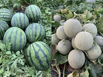 北海道共和町×野菜/法人【34797】-top
