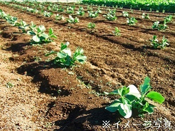 千葉県南房総市×野菜/個人【34791】-1