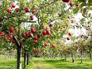 有限会社奈良岡ファーム-top