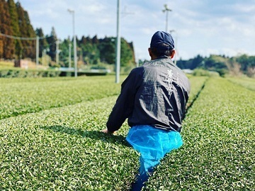 鹿児島県日置市×お茶/法人【34816】-3