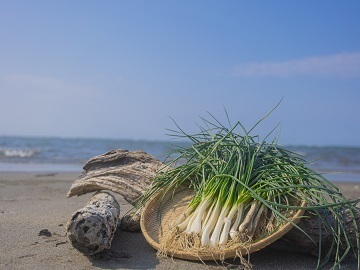 鹿児島県南九州市×野菜・加工/法人【34872】-top