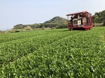 有限会社東製茶-1