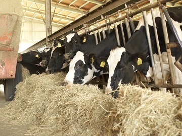 有限会社阿部牧場(熊本県)【2027年新卒・28年新卒・中途者】-6